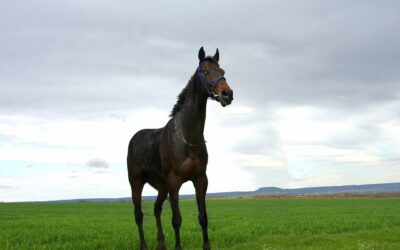 Generación de contenido con IA: Innovación y creatividad